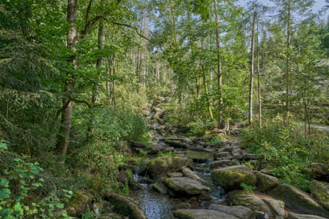 Gemeinde Waldkirchen Landkreis Freyung-Grafenau Saußbachklamm (Dirschl Johann) Deutschland FRG